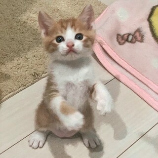 4兄妹で1番の甘えん坊♡ててくん