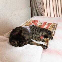 「風子、虹の橋を渡る」サムネイル2