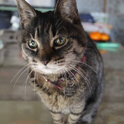 「風子、虹の橋を渡る」サムネイル3