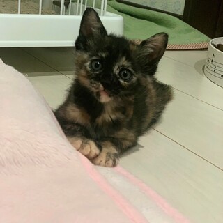 くりくりおめめがかわいい♡くまちゃん