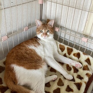 人が大好き。優しい茶白の男の子