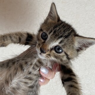 犬猫と一緒に暮らす白きじ坊ときじ坊や三兄弟１カ月半