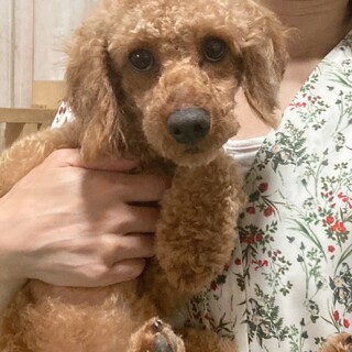 とっても甘えん坊2歳の男の子ティニー