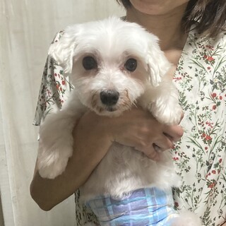 少し臆病、ベビーフェイスのシニア犬ラビー