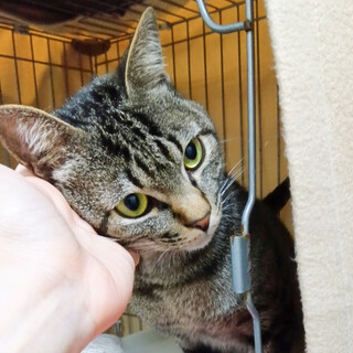 Help８月期限！丸顔甘えん坊ダシールくん