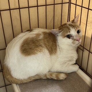 Help８月期限！丸々ボディ茶白ウィルスキー