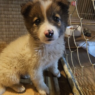 生後２～３ヶ月くらい♂パールくん