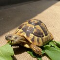元気なリクガメ