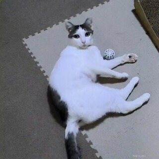 人間大好き、猫大嫌いな志麻(しま)ちゃん♪♪