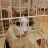 人間大好き、猫大嫌いな志麻(しま)ちゃん♪♪ サムネイル2