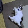人間大好き、猫大嫌いな志麻(しま)ちゃん♪♪ サムネイル3