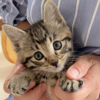 甘えたで元気な男の子