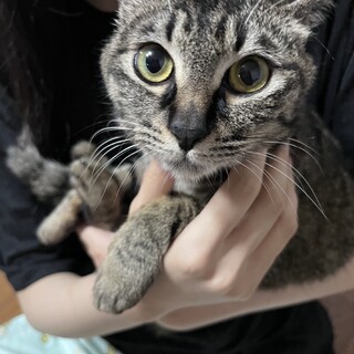 R5年6月生可愛いキジトラ女の子