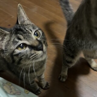 R5年6月生、2歳の女の子可愛いキジトラちゃん