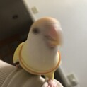 至急　コザクラインコ2歳