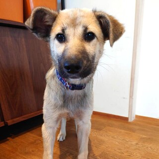 猫や子どもとも◎優しくて空気を読むおだやかな女の子