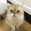 チンチラペルシャ　ゴールデン　女の子