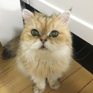 チンチラペルシャ　ゴールデン　女の子