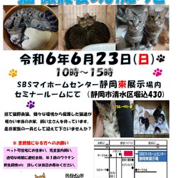 保護ニャンコの譲渡会ｂｙ静岡市清水区