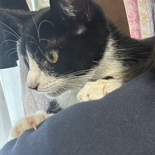 白い靴下を履いたハチワレちゃん