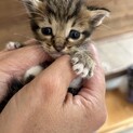 ブリトニー小柄な男の子　新しい家族決定しました。