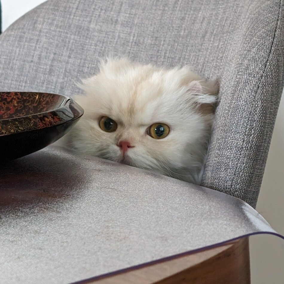 わたげのカバー写真