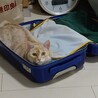 箱好き
