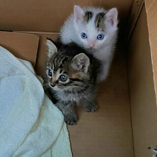 可愛い子猫ちゃんの里親さん募集！
