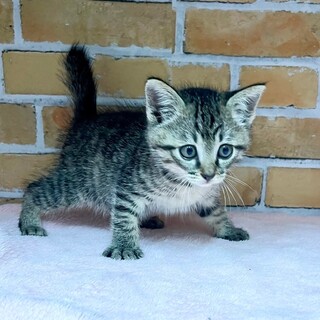 推定2024年5月生 キジ♀カスタネットちゃん♡