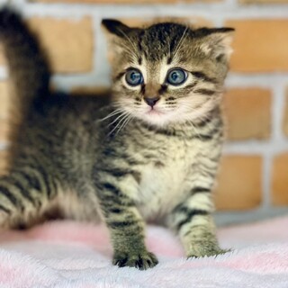 推定2024年5月生 キジ♂ ウクレレくん♡