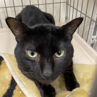 Help８月期限！慣れてきたイケニャンレイモンド