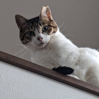 人慣れ一息あかねちゃん