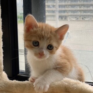 可愛い声でお返事にゃ〜♡めめくん