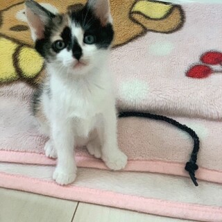 可愛い眼差しでみつめる♡はなちゃん