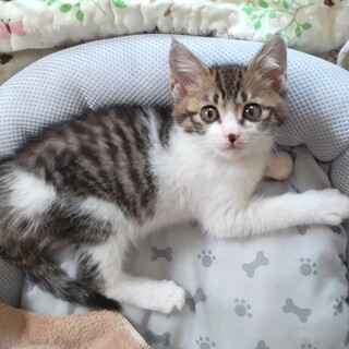 食欲旺盛なキジ白坊っちゃん