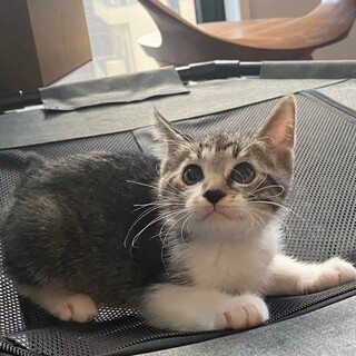 おっとり★アストン君★