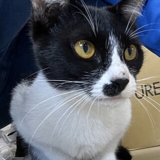 ハチワレの可愛い女の子