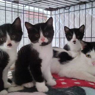 推定7ヶ月ハチワレ兄弟