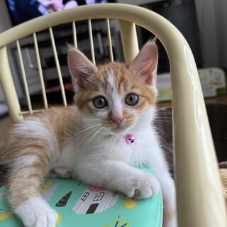 茶トラ可愛い女の子！！