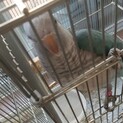 オキナインコ（ブルー）をお世話して下さい