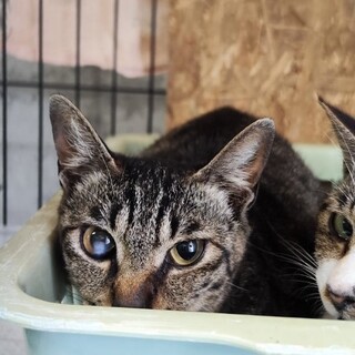 飼い主死亡６匹収容・①引き出しのサポートいたします