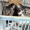 飼い主死亡６匹収容・①引き出しのサポートいたします サムネイル2