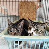 飼い主死亡６匹収容・①引き出しのサポートいたします サムネイル4