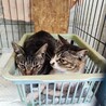 飼い主死亡６匹収容・①引き出しのサポートいたします サムネイル5