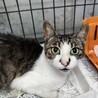 飼い主死亡６匹収容・②引き出しのサポートいたします サムネイル2