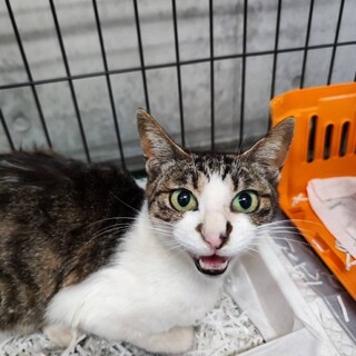 飼い主死亡６匹収容・②引き出しのサポートいたします