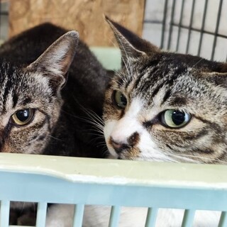 飼い主死亡６匹収容・③引き出しのサポートいたします