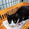 飼い主死亡６匹収容・④引き出しのサポートいたします サムネイル2