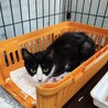 飼い主死亡６匹収容・④引き出しのサポートいたします サムネイル3