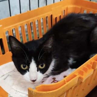 飼い主死亡６匹収容・④引き出しのサポートいたします